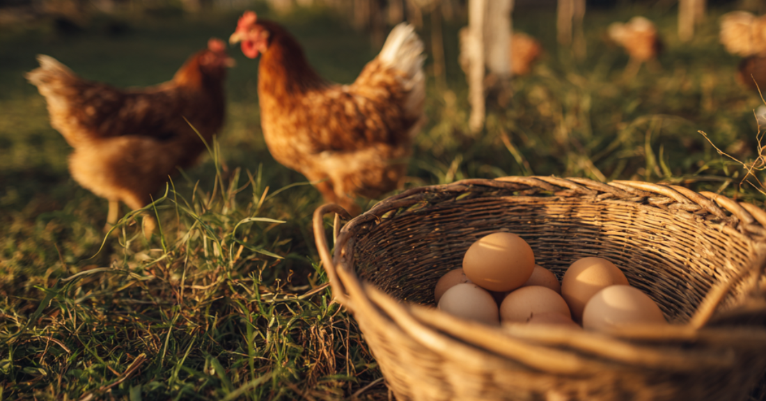 Espirulina en gallinas ponedoras: calidad del huevo y nutrición natural
